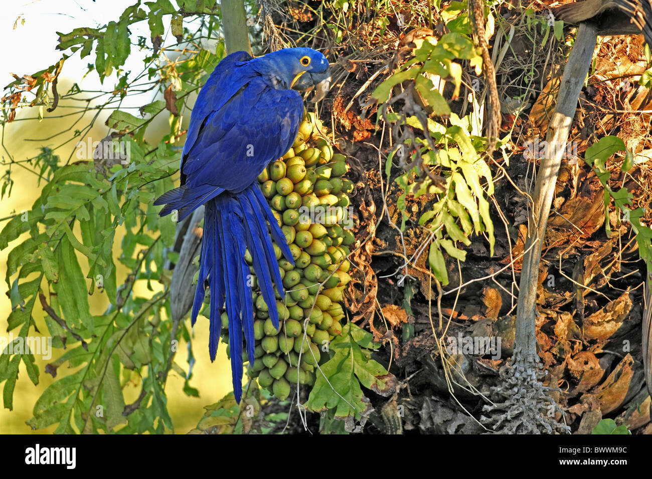 Hyazinth Ara (Anodorhynchus Hyacinthinus) Erwachsenen, Fütterung auf Palmenfrucht, Pantanal, Mato Grosso, Brasilien Stockfoto