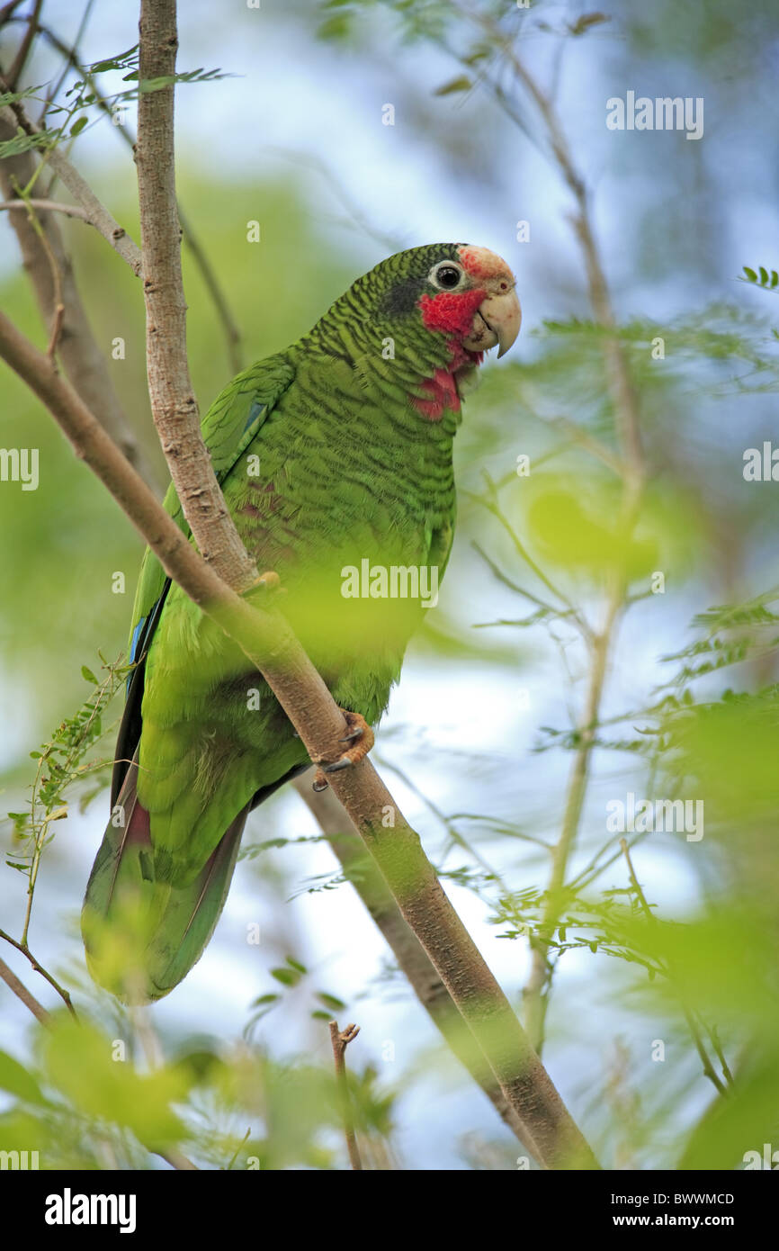 Kubanische Papagei (Amazona Leucocephala Caymanensis) Erwachsenen, thront im Baum, Grand Cayman, Cayman-Inseln Stockfoto