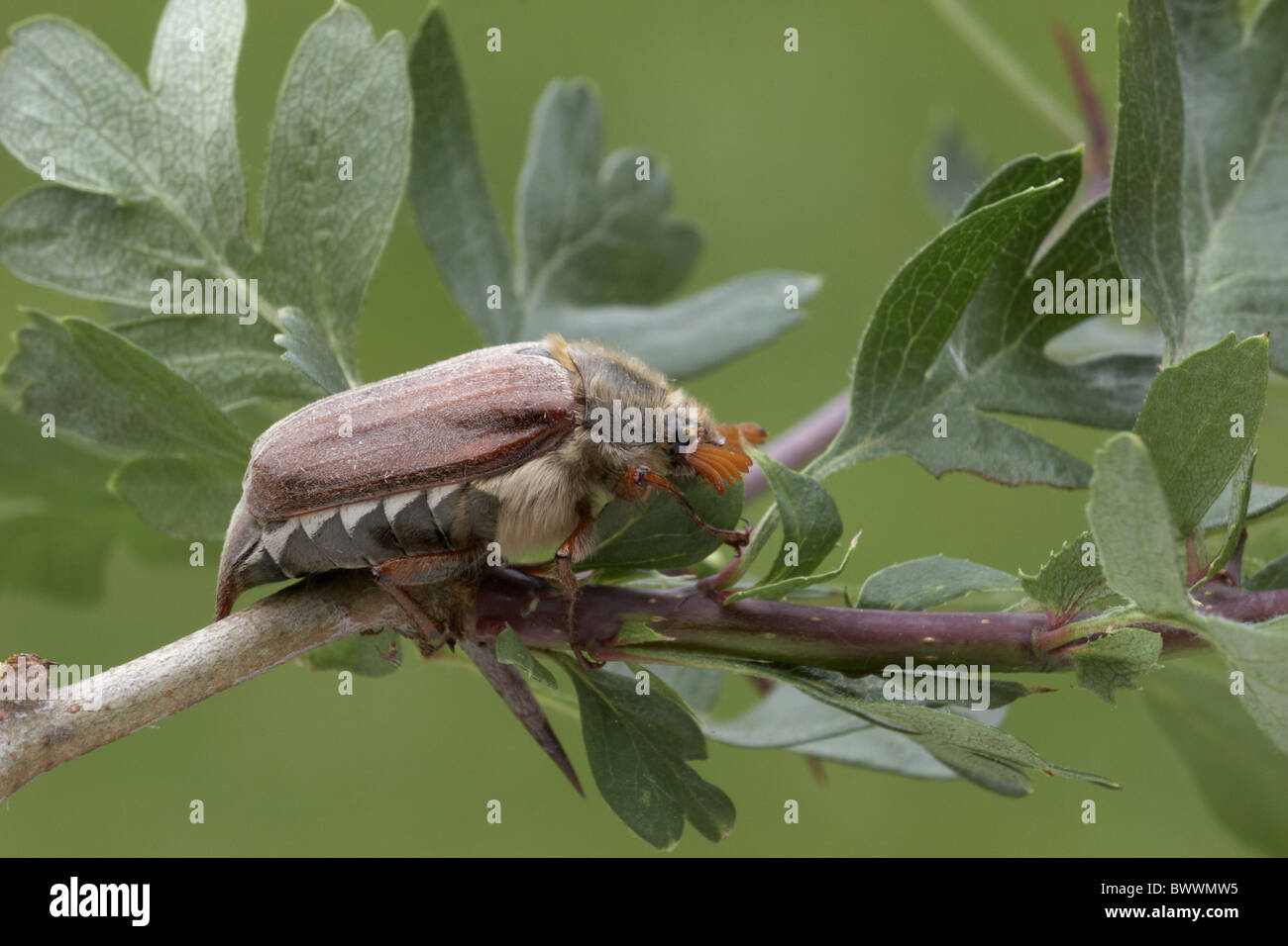 Wirbellose Wirbellosen Tier Insekt Insekten Käfer Käfer Arthropoden Gliederfüßer Europa Europäische Chafer Käfer Stockfoto