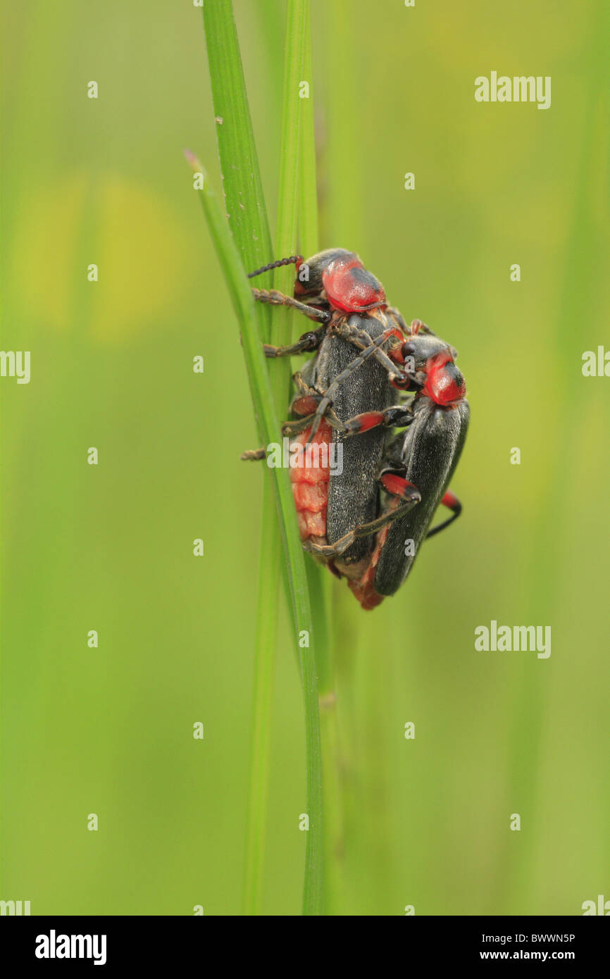 Cantharis Rustica Soldat Mate Paarung paar Paarung schwarzen roten Insekt Käfer Natur natürliche wilde Tierwelt Umwelt Umwelt- Stockfoto