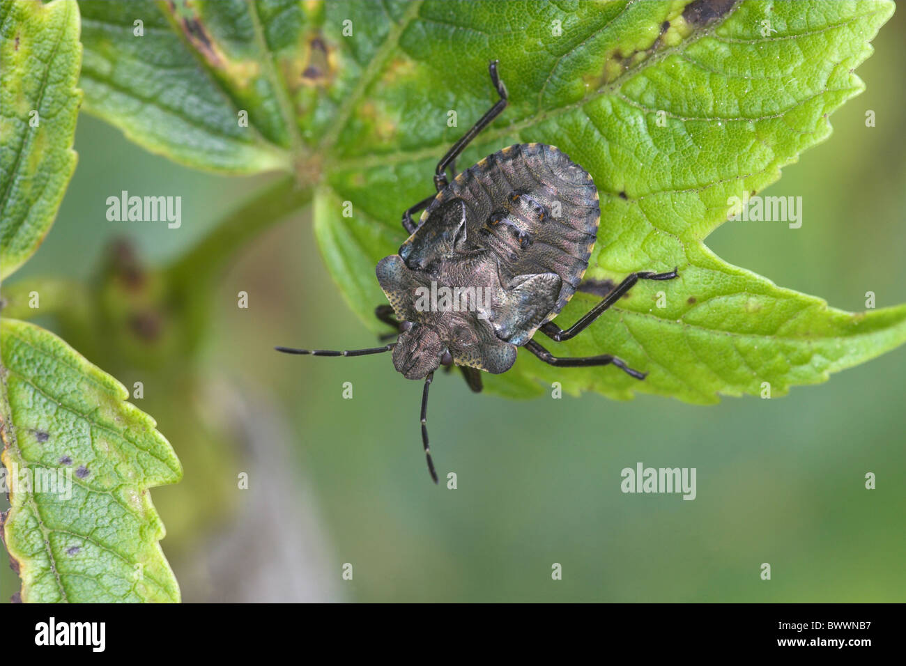 Wirbellose Wirbellosen Tier Insekt Insekten Bug nervt Arthropoden Gliederfüßer "Schild Bug" Shieldbug shieldbugs Stockfoto