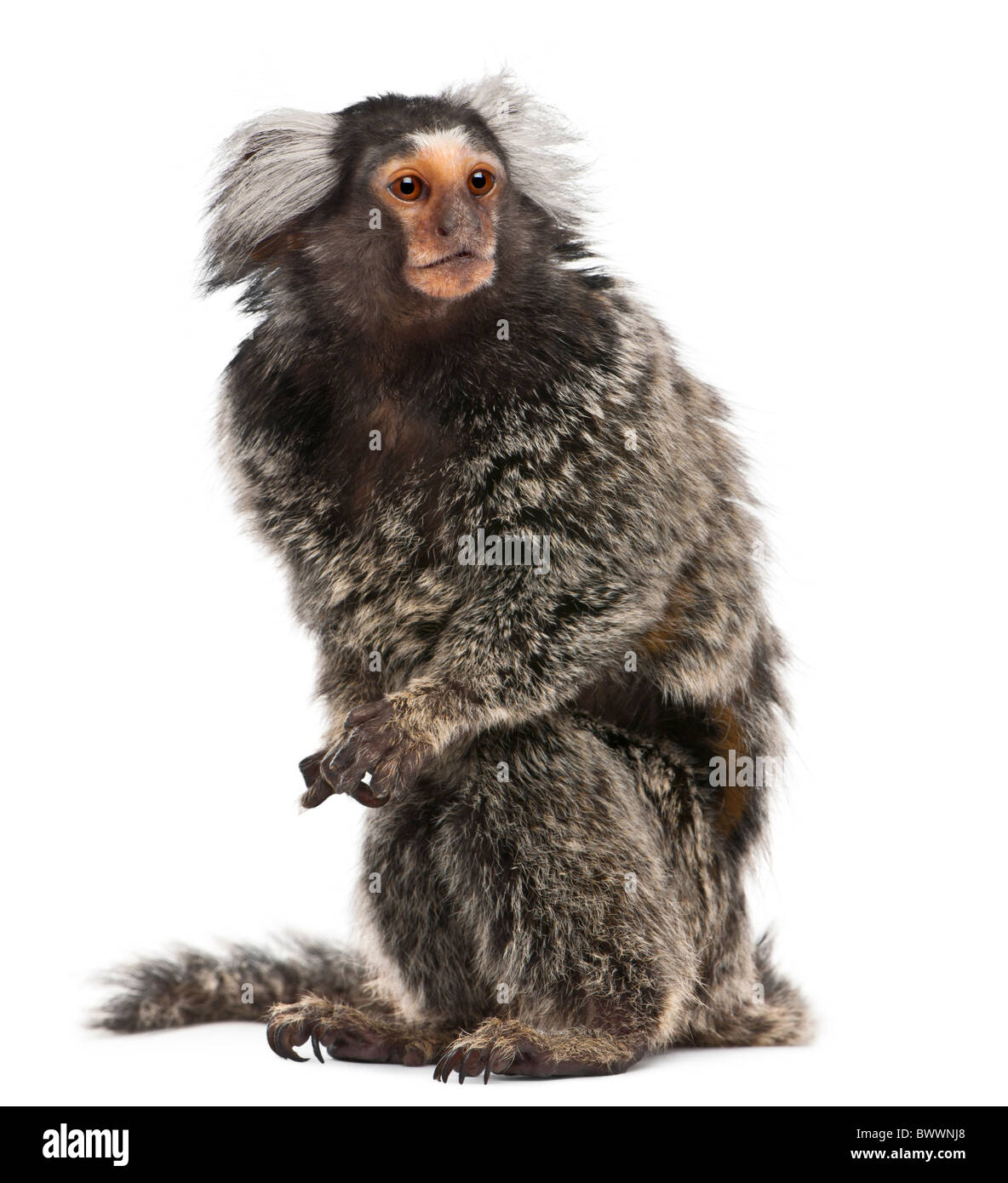 Weißbüschelaffe, Callithrix Jacchus, sitzt 2 Jahre alt, vor weißem Hintergrund Stockfoto