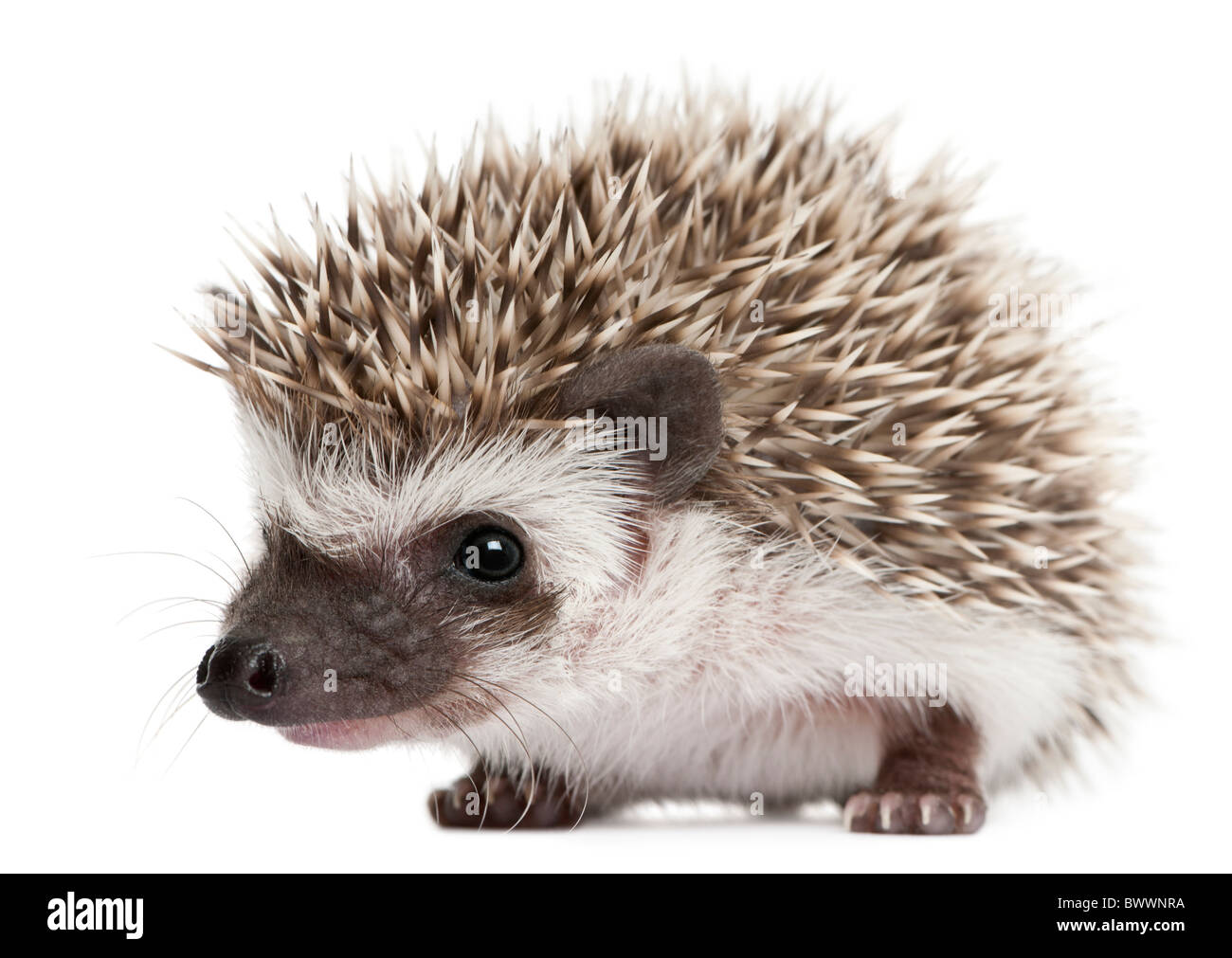 Vier-toed Hedgehog, Atelerix Albiventris, 3 Wochen alt, vor weißem Hintergrund Stockfoto