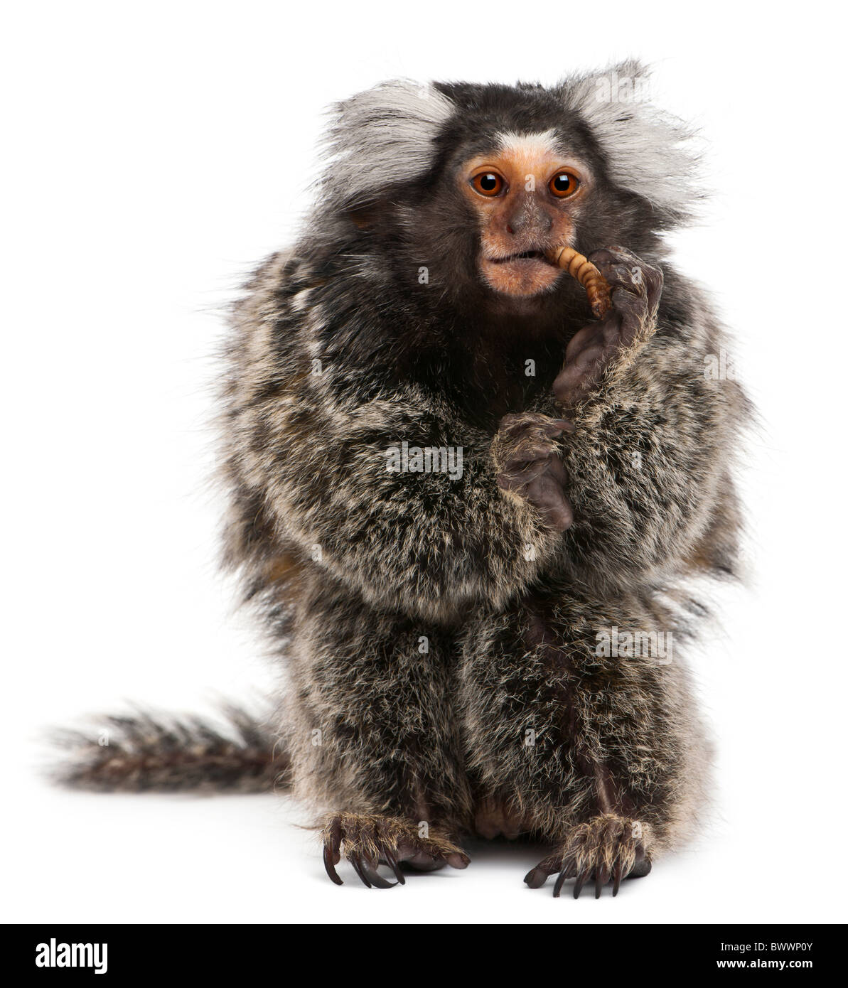Weißbüschelaffe, Callithrix Jacchus, 2 Jahre alt, Essen vor weißem Hintergrund Wurm Stockfoto