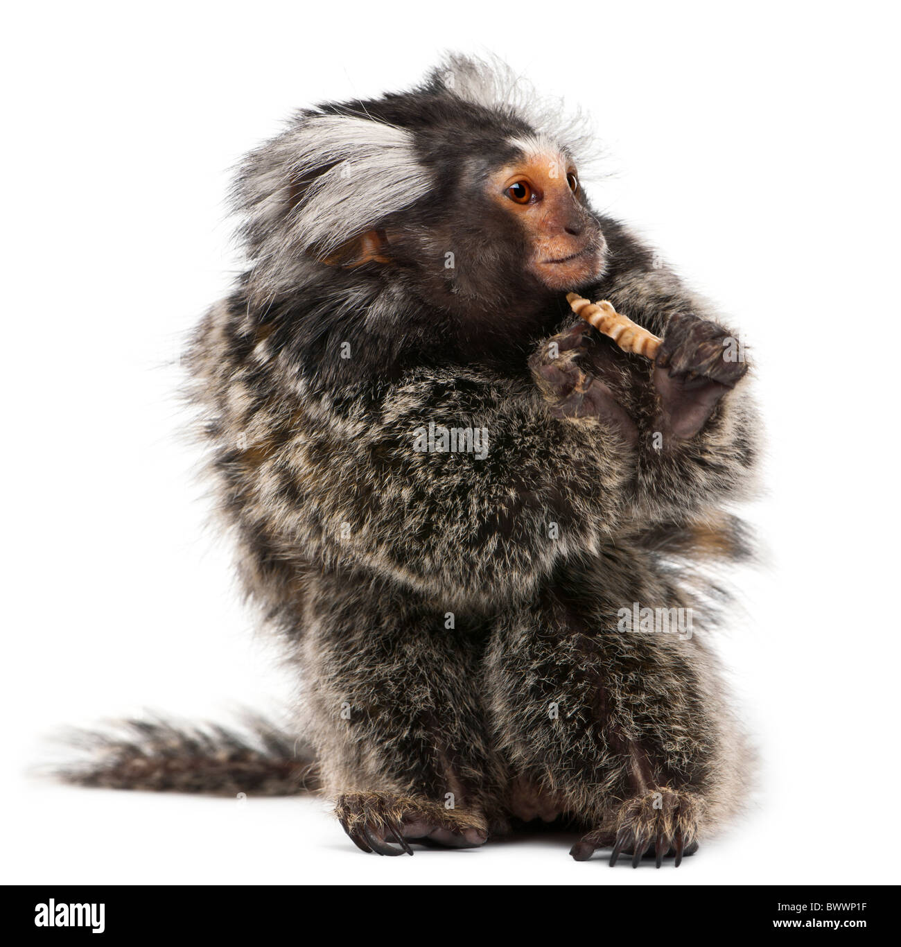Weißbüschelaffe, Callithrix Jacchus, 2 Jahre alt, Essen vor weißem Hintergrund Wurm Stockfoto