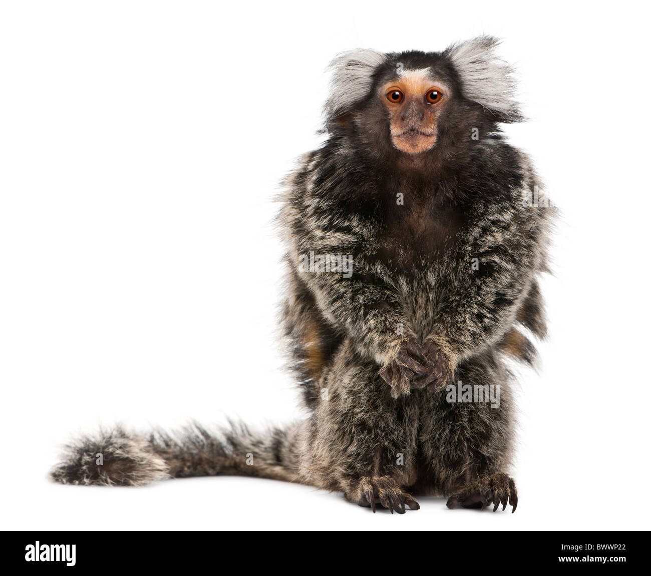 Weißbüschelaffe, Callithrix Jacchus, sitzt 2 Jahre alt, vor weißem Hintergrund Stockfoto