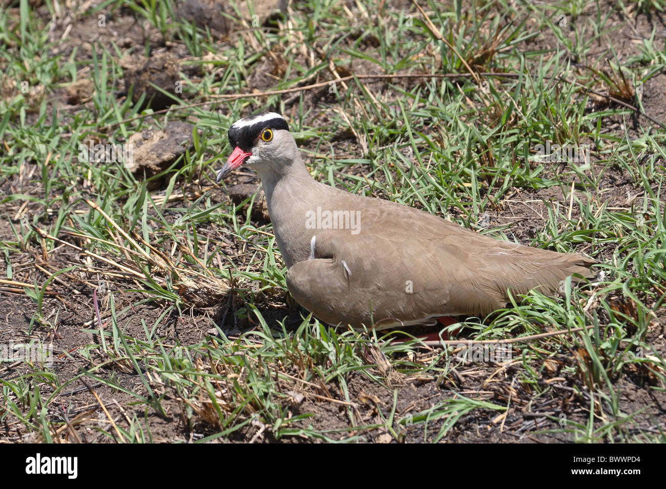 Kiebitz (Vanellus Coronatus) Erwachsene, sitzen auf Nest, Inkubation von Eiern, Masai Mara, Kenia gekrönt Stockfoto