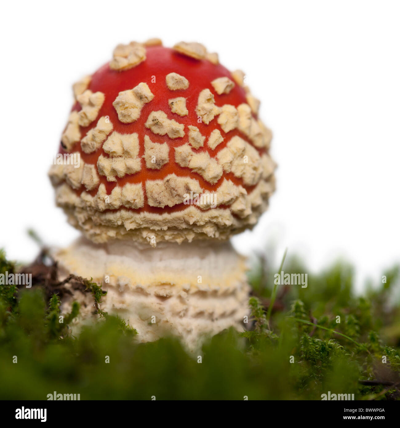 Fliege Agaric oder fliegen Amanita Pilz, Amanita Muscaria, vor weißem Hintergrund Stockfoto