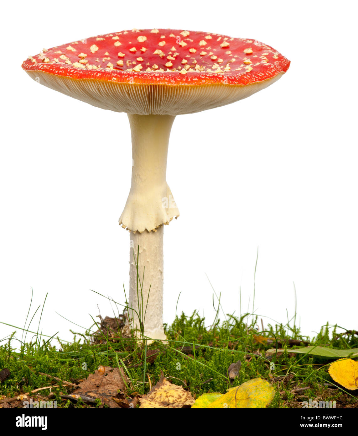 Fliege Agaric oder fliegen Amanita Pilz, Amanita Muscaria, vor weißem Hintergrund Stockfoto