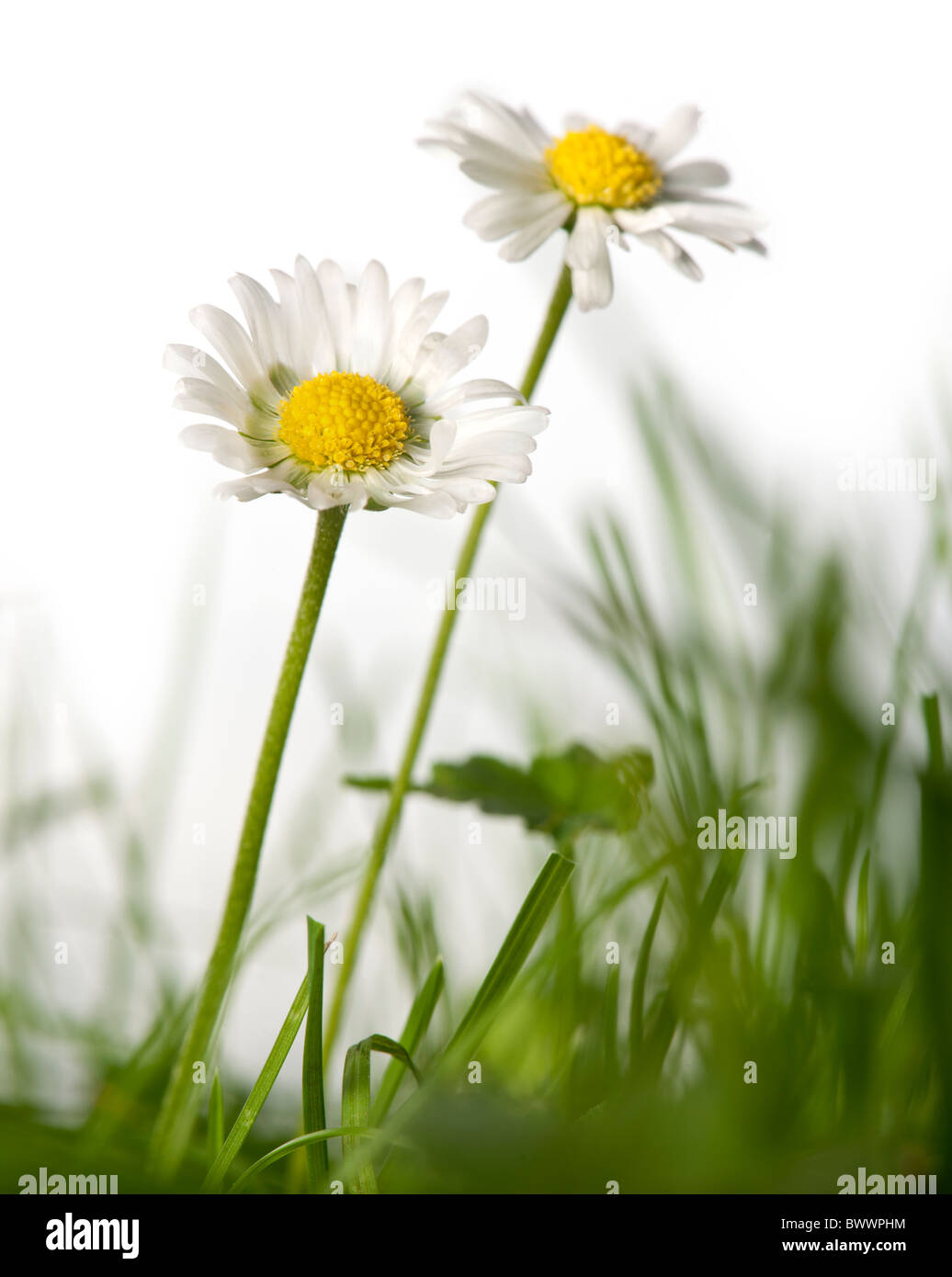 Gänseblümchen im Rasen vor weißem Hintergrund Stockfoto
