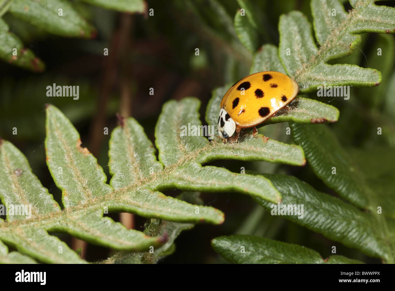 Insekt Bug Käfer Natur Natur wilde Tierwelt Umwelt Umwelt Europa Europäische England Arthropoden Wirbellosen Großbritannien Stockfoto