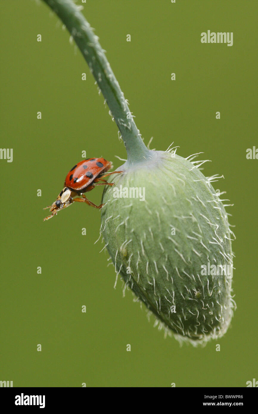 Wirbellose Wirbellosen Tier Arthropoden Gliederfüßer Insekt Insekten Käfer Käfer Ladybird Marienkäfer Asia asiatisch Stockfoto