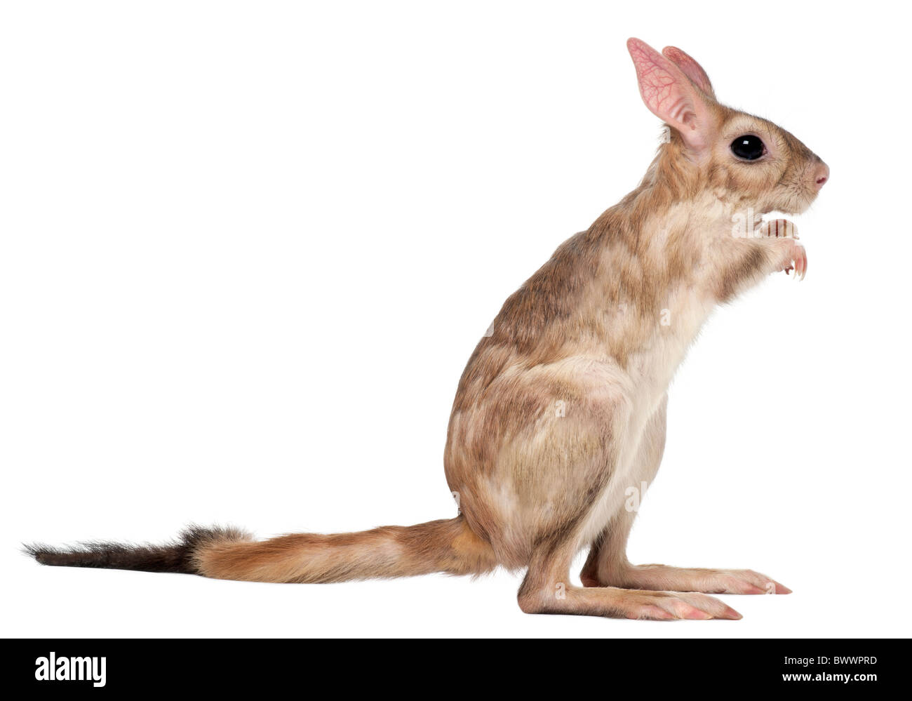 Springhare Rodent Nature Rodent Kangaroo Stockfotos und -bilder Kaufen - Alamy