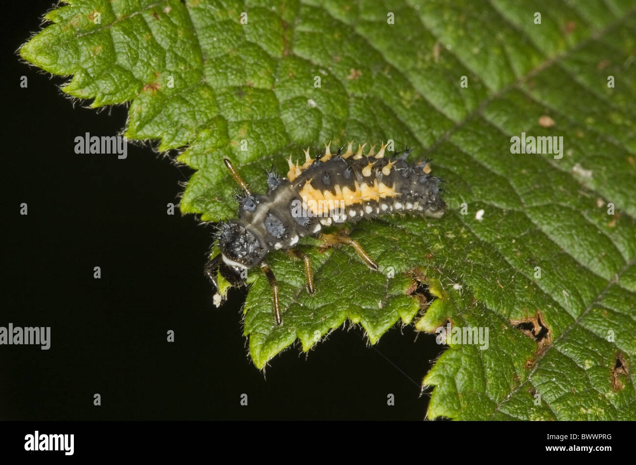 Wirbellose Wirbellosen Tier Arthropoden Gliederfüßer Insekt Insekten Käfer Käfer Ladybird Marienkäfer Asia asiatisch Stockfoto