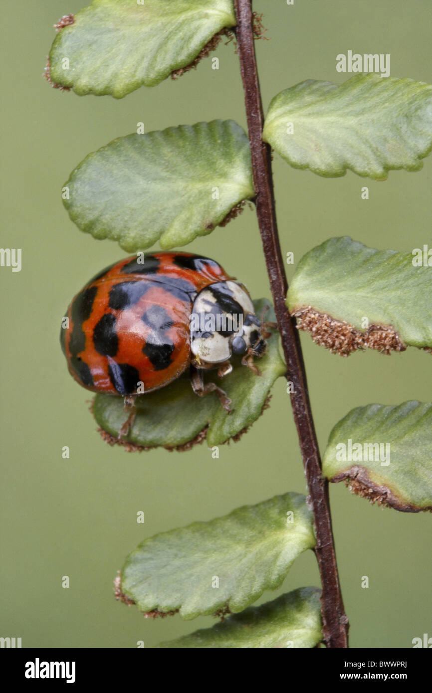 Wirbellose Wirbellosen Tier Arthropoden Gliederfüßer Insekt Insekten Käfer Käfer Ladybird Marienkäfer Asia asiatisch Stockfoto