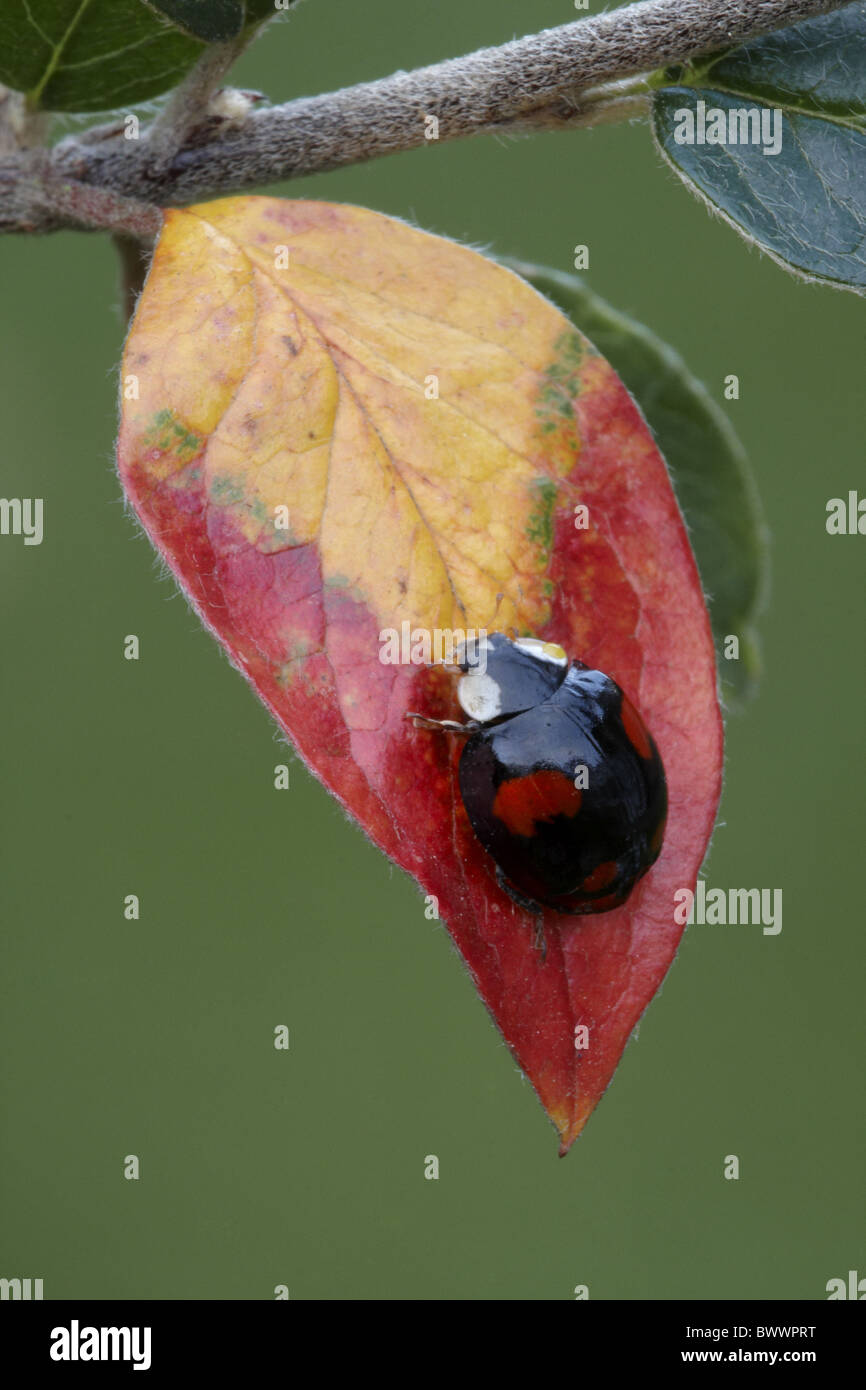 Harlekin-Marienkäfer (Harmonia Axyridis) eingeführte Arten, schwarze Form, Erwachsener, auf Zwergmispel Blatt im Garten, Leicestershire Stockfoto