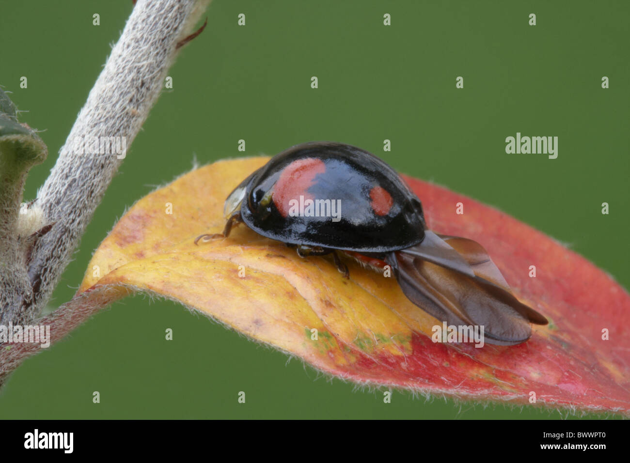 Harlekin-Marienkäfer (Harmonia Axyridis) eingeführte Arten, schwarze Form, Erwachsener, auf Zwergmispel Blatt im Garten, Leicestershire Stockfoto