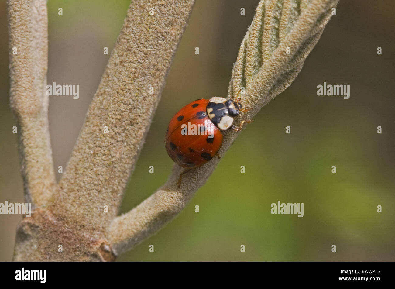 Wirbellose Wirbellosen Tier Arthropoden Gliederfüßer Insekt Insekten Käfer Käfer Ladybird Marienkäfer Asia asiatisch Stockfoto