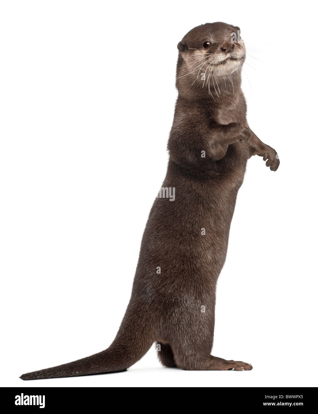 Orientalische kleine krallte Otter, Amblonyx Cinereus, 5 Jahre alt, steht man vor weißem Hintergrund Stockfoto