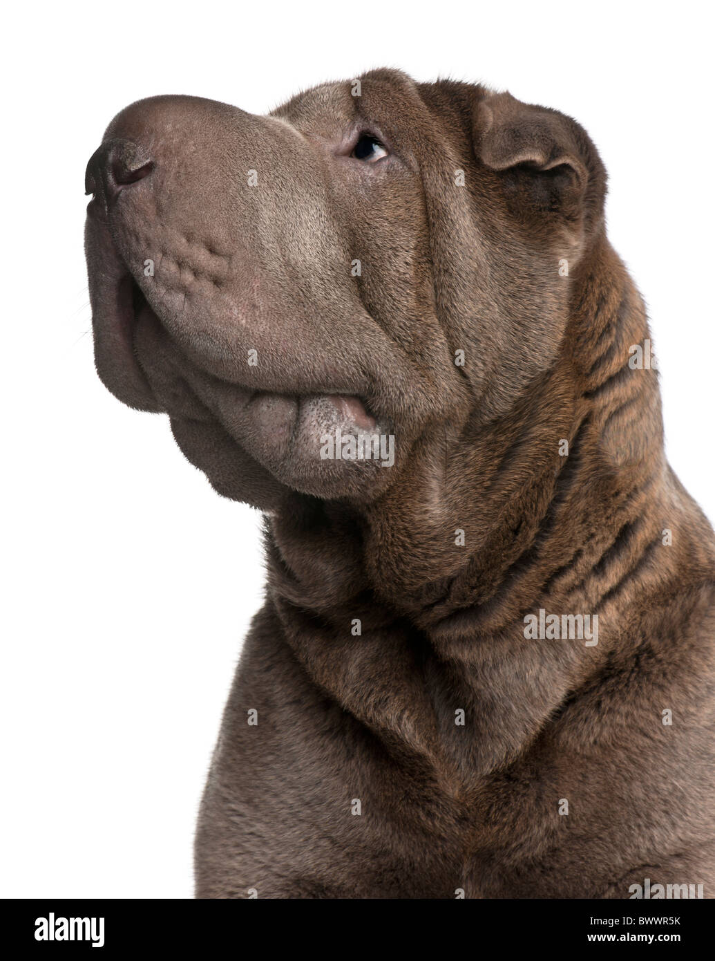 Shar-Pei, 1 Jahr alt, vor weißem Hintergrund Stockfoto