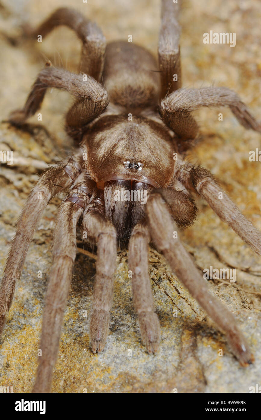 Ischnocholus Trianglifer Theraphosid Spinne endemische Sizilien Spinne