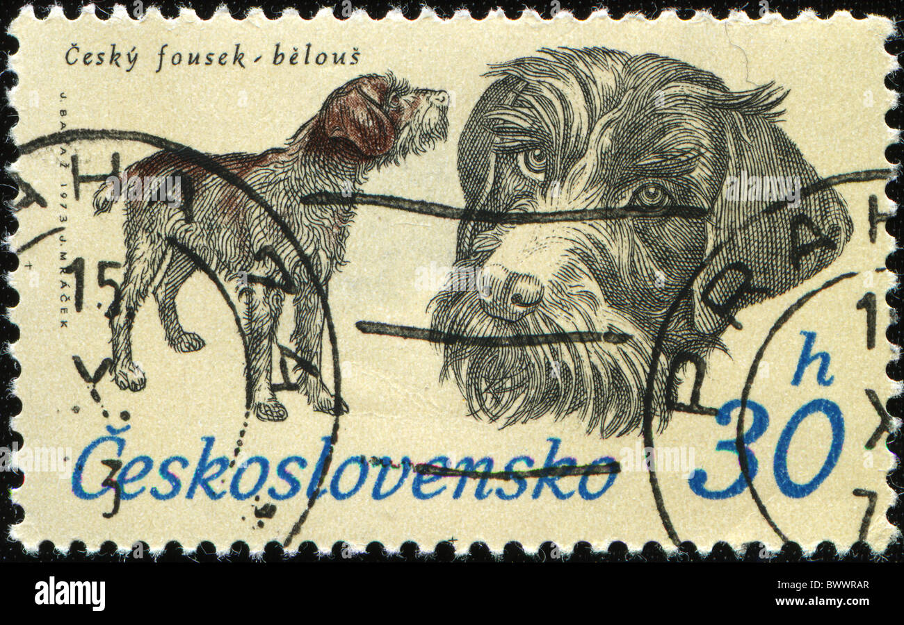 Tschechoslowakei - CIRCA 1973: Eine Briefmarke gedruckt in der Tschechoslowakei zeigt Hund Cesky Fousek belous - wirehaired Zeiger, ca. 1973 Stockfoto