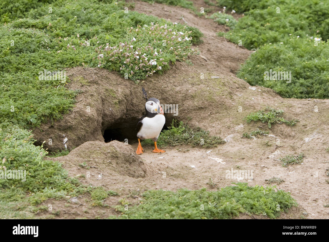 Atlantic Papageitaucher Fratercula arctica Stockfoto