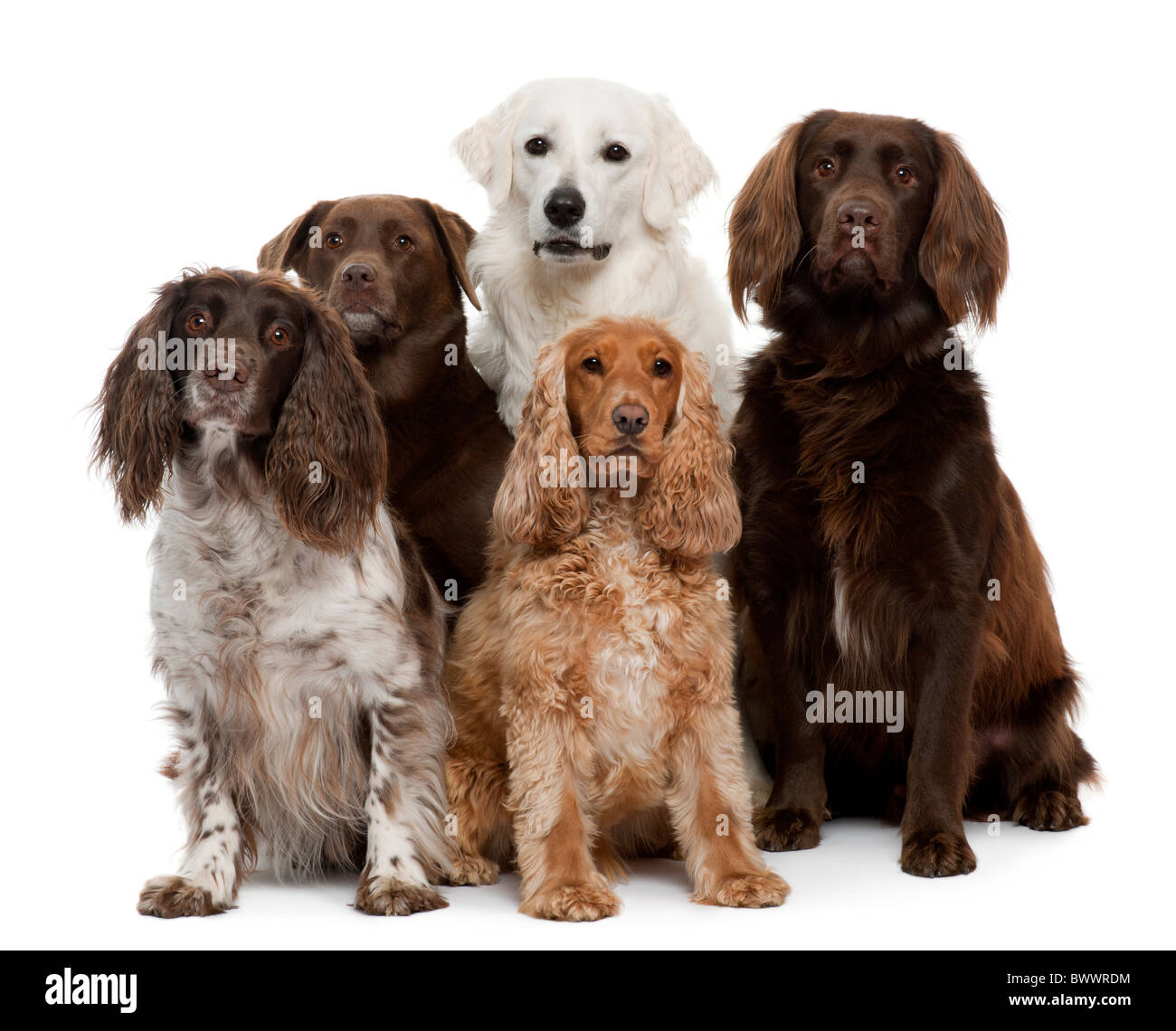 Labrador Retriever, American Cocker Spaniel, English Cocker Spaniel und Kuvask sitzen vor weißem Hintergrund Stockfoto