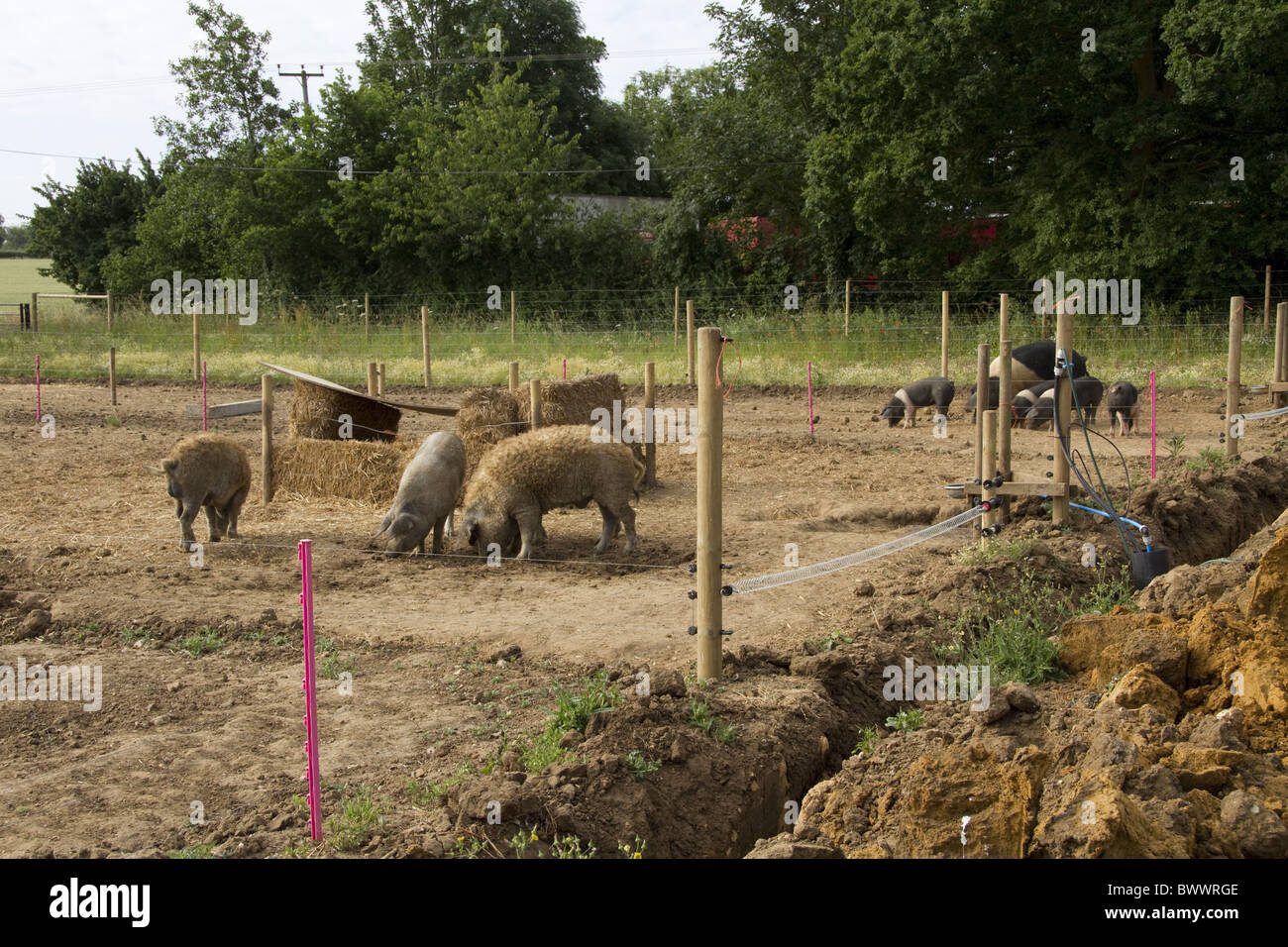 Saddleback Sattel wieder Schwein Schweine Wessex weißes Band heimischen Rasse selten lockiges beschichtete Curlycoated Mangalisa wollig Tierfarm Stockfoto