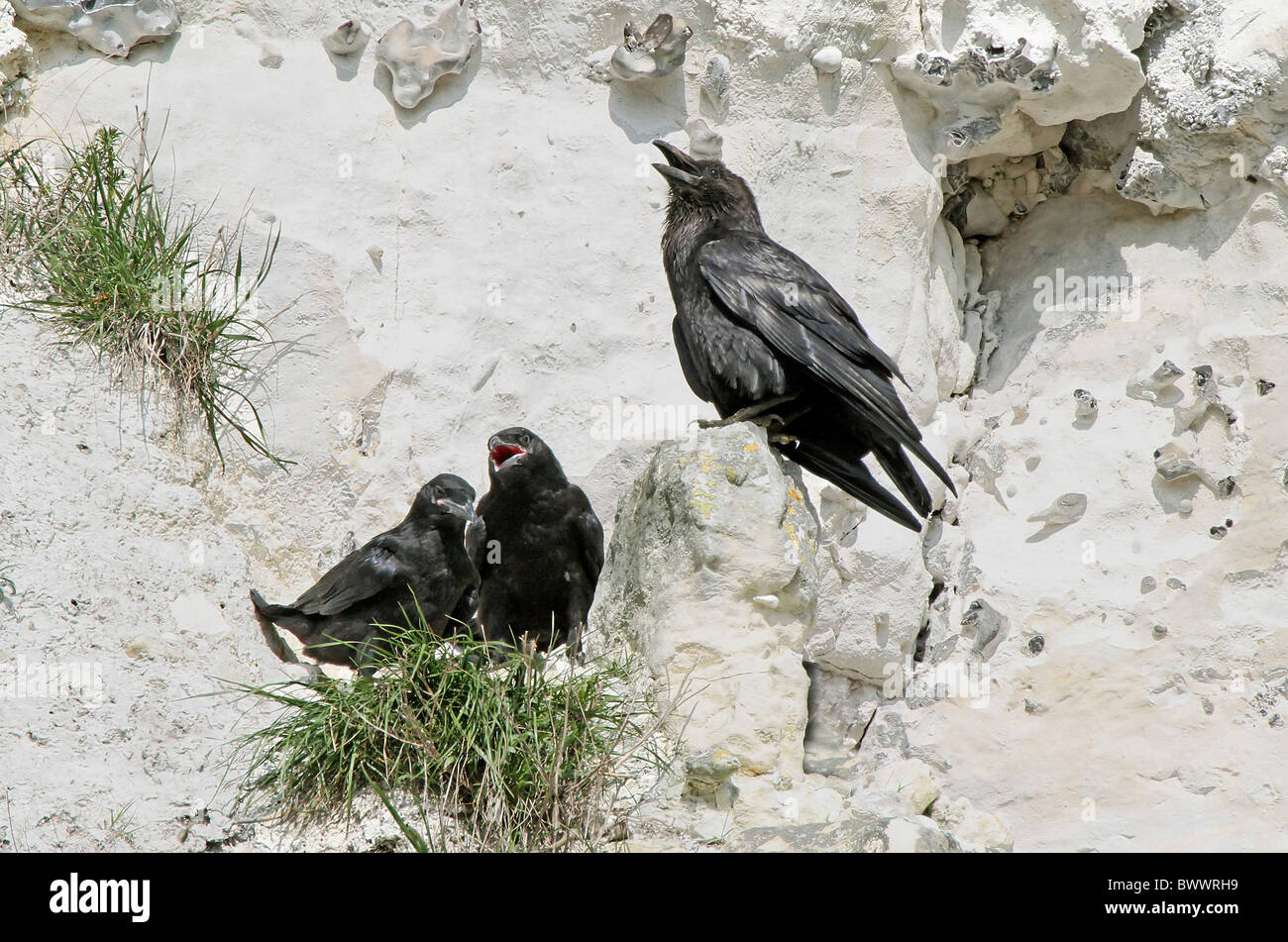 Raven (Corvus Corax) Erwachsene, berufen sind, mit Küken im Nest, im Steinbruch Gesicht Nestsite, Lewes, East Sussex, England, april Stockfoto