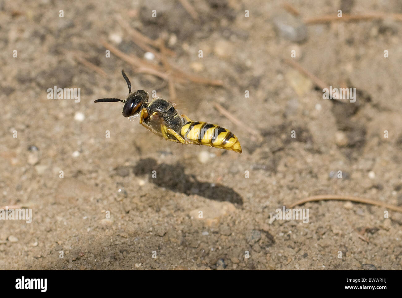 Tier Wespe Wespen Insekt Insekten "Biene-Killer" "Biene-Mörder" "Killer Bee" "Killer Bee" Beekiller Beekillers Europa Stockfoto