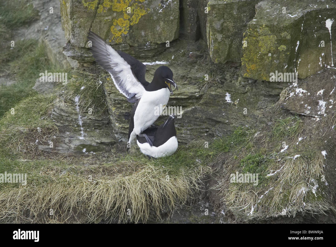 Tordalk (Alca Torda) Erwachsenen paar, Paarung, Sutherland, Schottland, Frühling Stockfoto