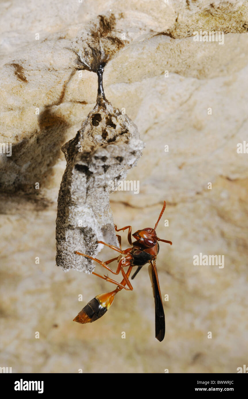 Belonogaster Sausserei Insekten Wirbellose Socotra Speläologie Wespe Jemen Nest Höhle Tier Wespe Wespen Insekt Insekten Stockfoto