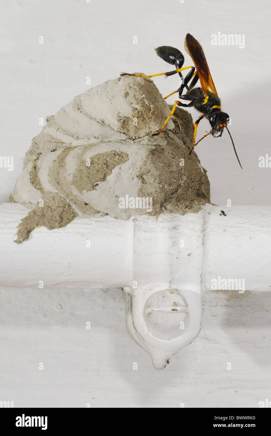 Sceliphron Caementarium Wespe Insekten Haus Nest Tier Wespe Wespen Insekt Insekten Wirbellose Wirbellosen Gliederfüßer Stockfoto