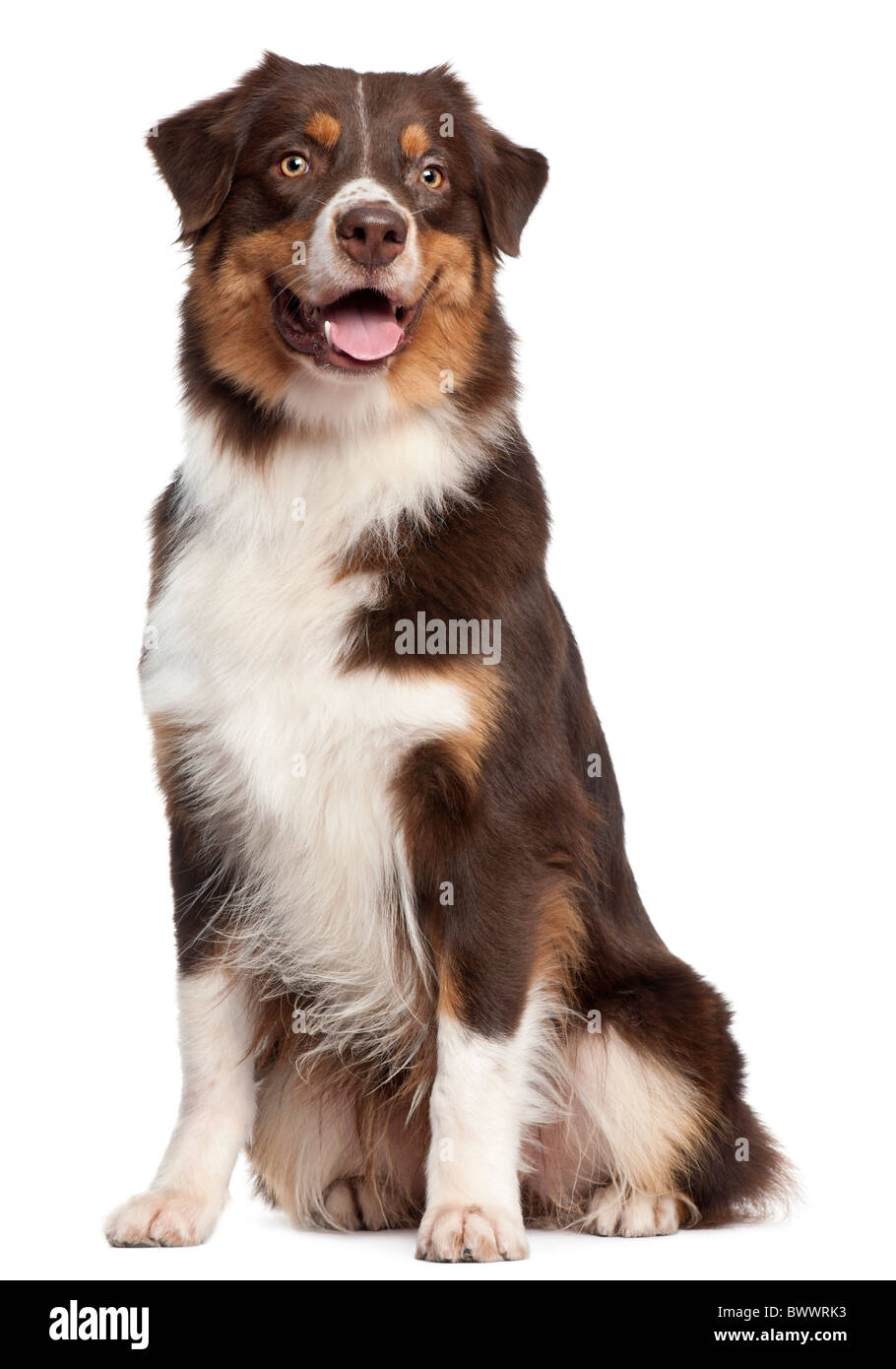 Australian Shepherd Hund, 1 Jahr alt, sitzt vor weißem Hintergrund Stockfoto