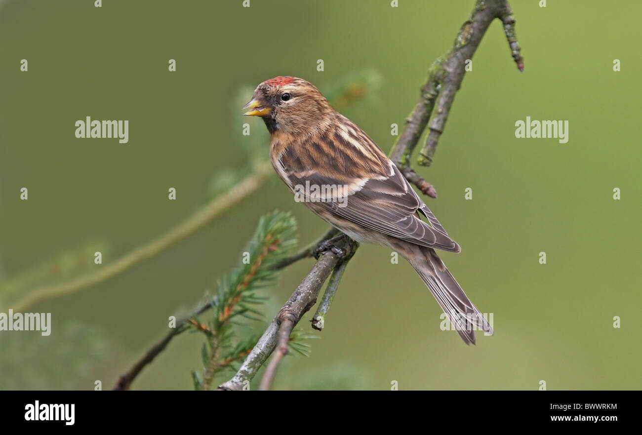 Gemeinsame Redpoll (Zuchtjahr Flammea) Männchen, thront auf Zweig, Surrey, England Stockfoto