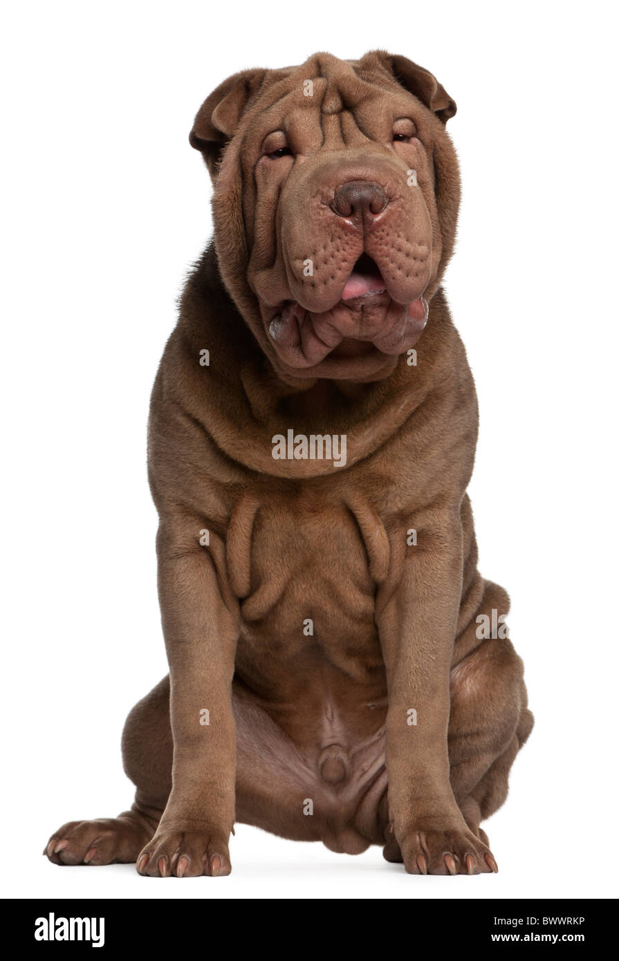 Shar-Pei Welpe, 5 Monate alt, sitzt vor weißem Hintergrund Stockfoto