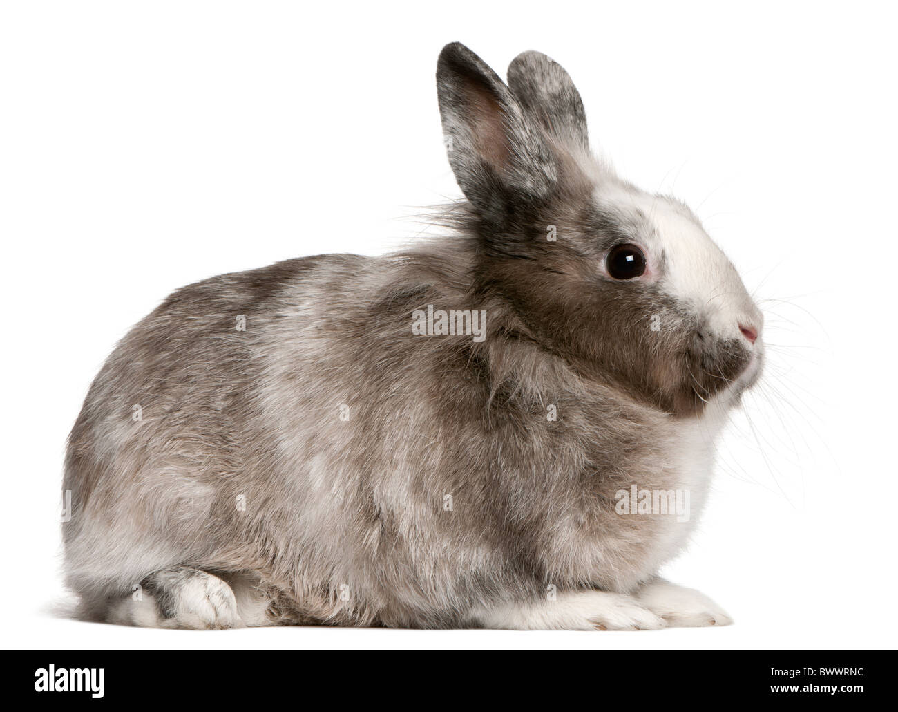 Kaninchen, 11 Monate alt, vor weißem Hintergrund Stockfoto