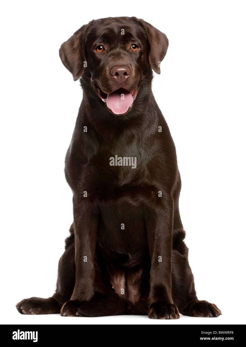 Labrador Retriever, 7 Monate alt, sitzt vor weißem Hintergrund Stockfoto