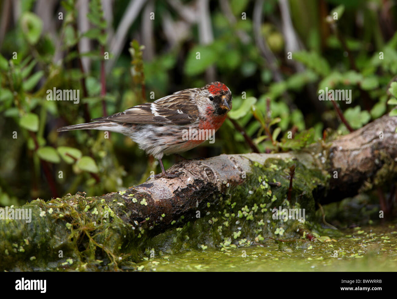 Gemeinsame Redpoll (Zuchtjahr Flammea) Männchen, gehockt Log am Teich, Norfolk, England, Juni Stockfoto