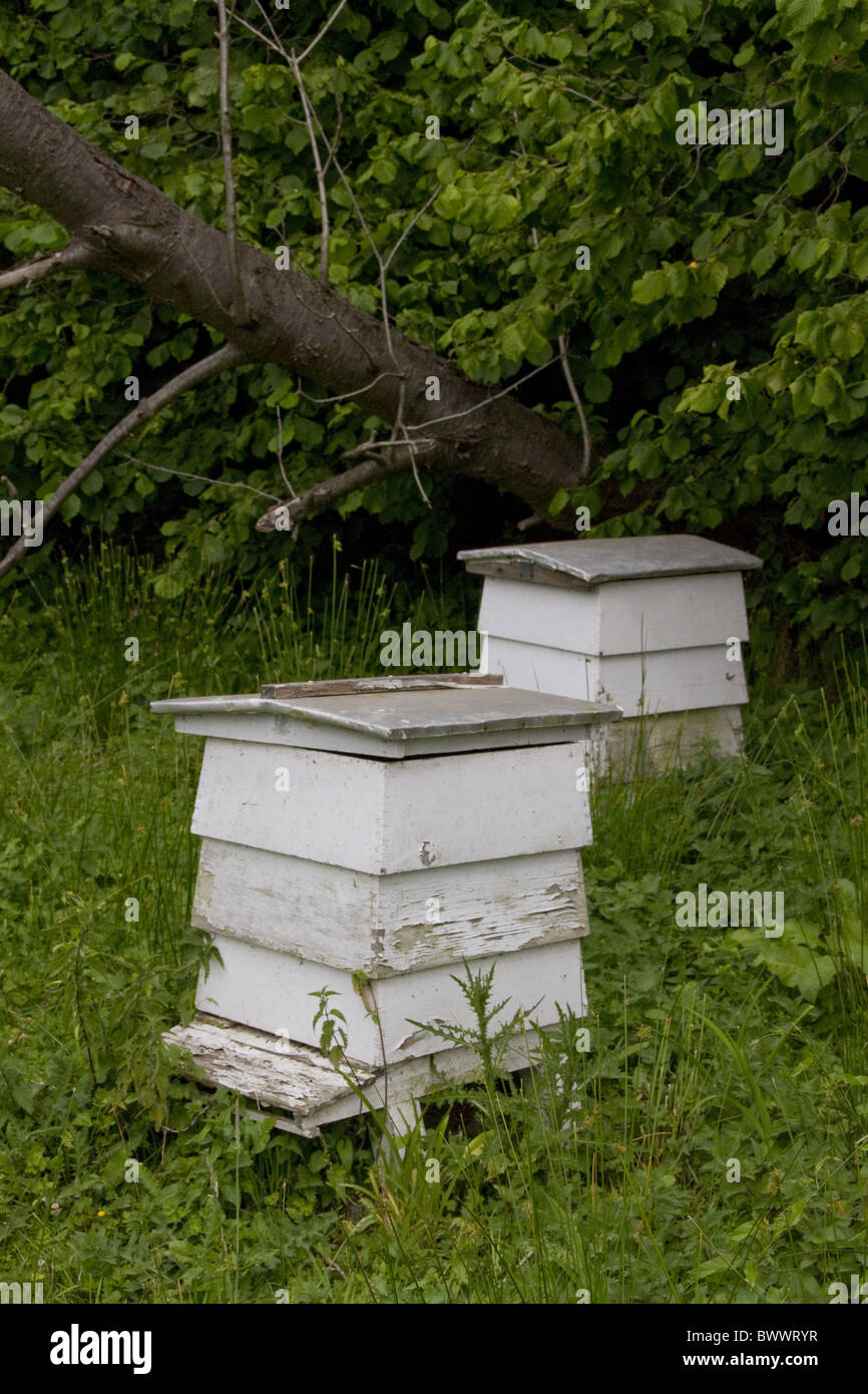 Bienenstöcke am Rand des Waldes Stockfoto