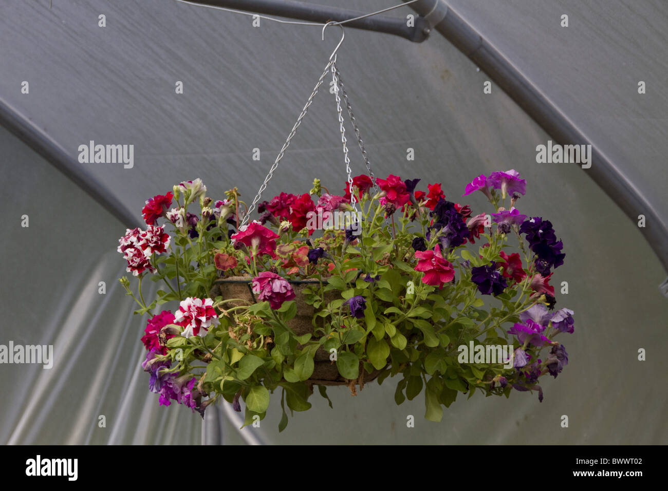 Hängenden Korb Stockfoto