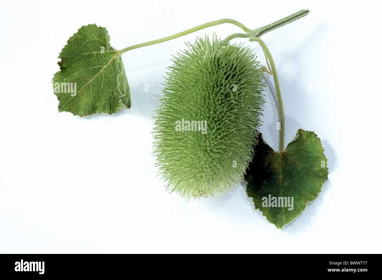 Wilde Gurke, Igel Kürbis (Cucumis Dipsaceus), Obst mit Blättern, Studio Bild. Stockfoto