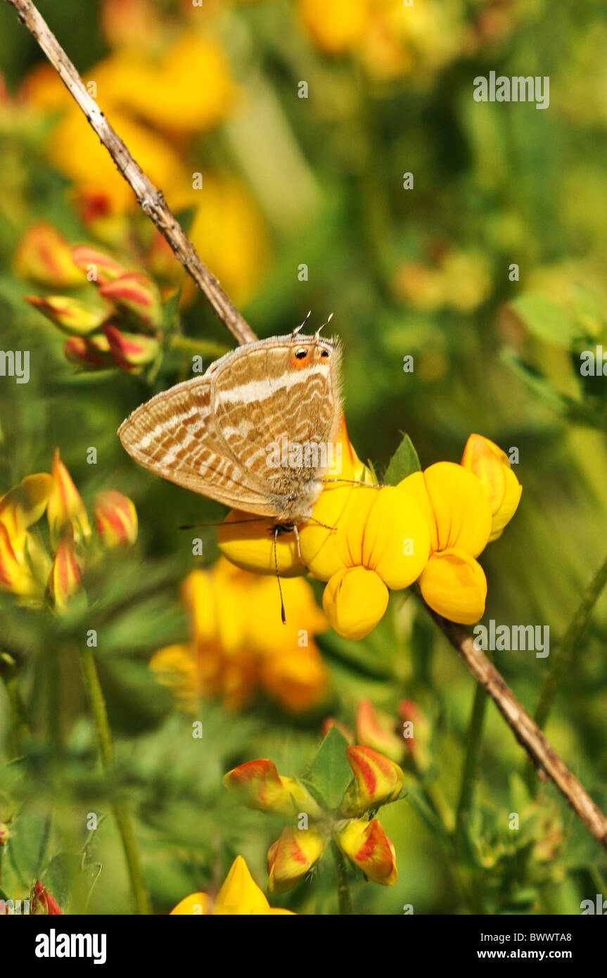 Long-tailed blau (Lampides Boeticus) Erwachsenen, ernährt sich von Vogel's – Foot Trefoil (Lotus Corniculatus) Blume, Valle de Pineta, Stockfoto