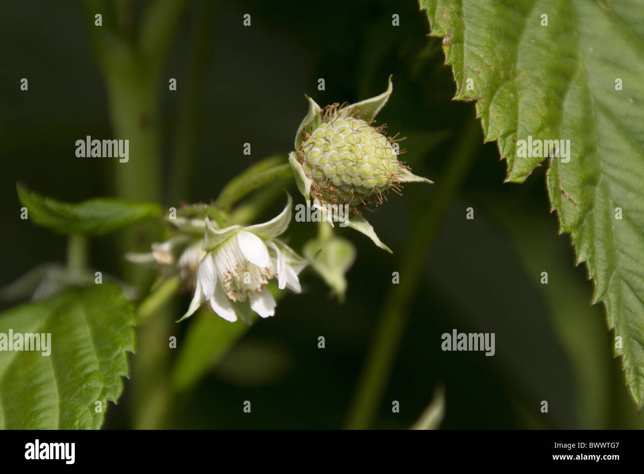 Sorte Himbeere Pflanze namens Driscoll Kardinal Stockfoto