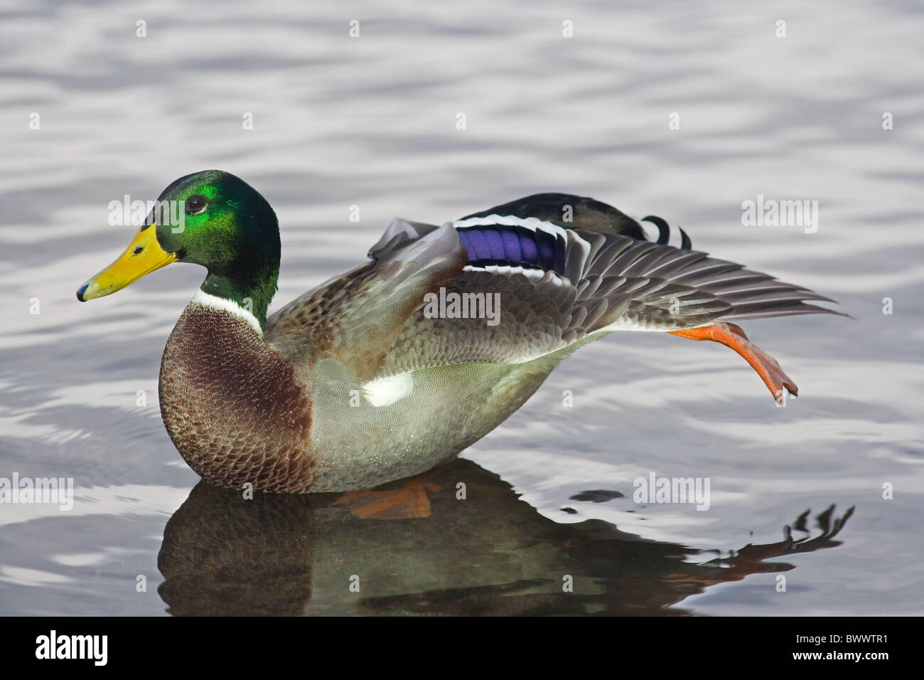 Stockente Anus Platyrhyncha männlichen Stretching Stockfoto