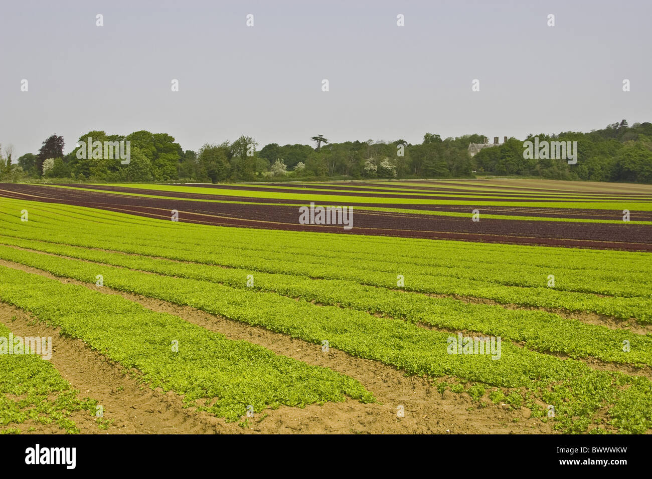 Landwirtschaft landwirtschaftliche Landwirtschaften kurz geschoren Pflanzen bewirtschafteten Bauernhof betrieben Landwirtschaft Ackerland Landcrops Feld Felder Laub Stockfoto