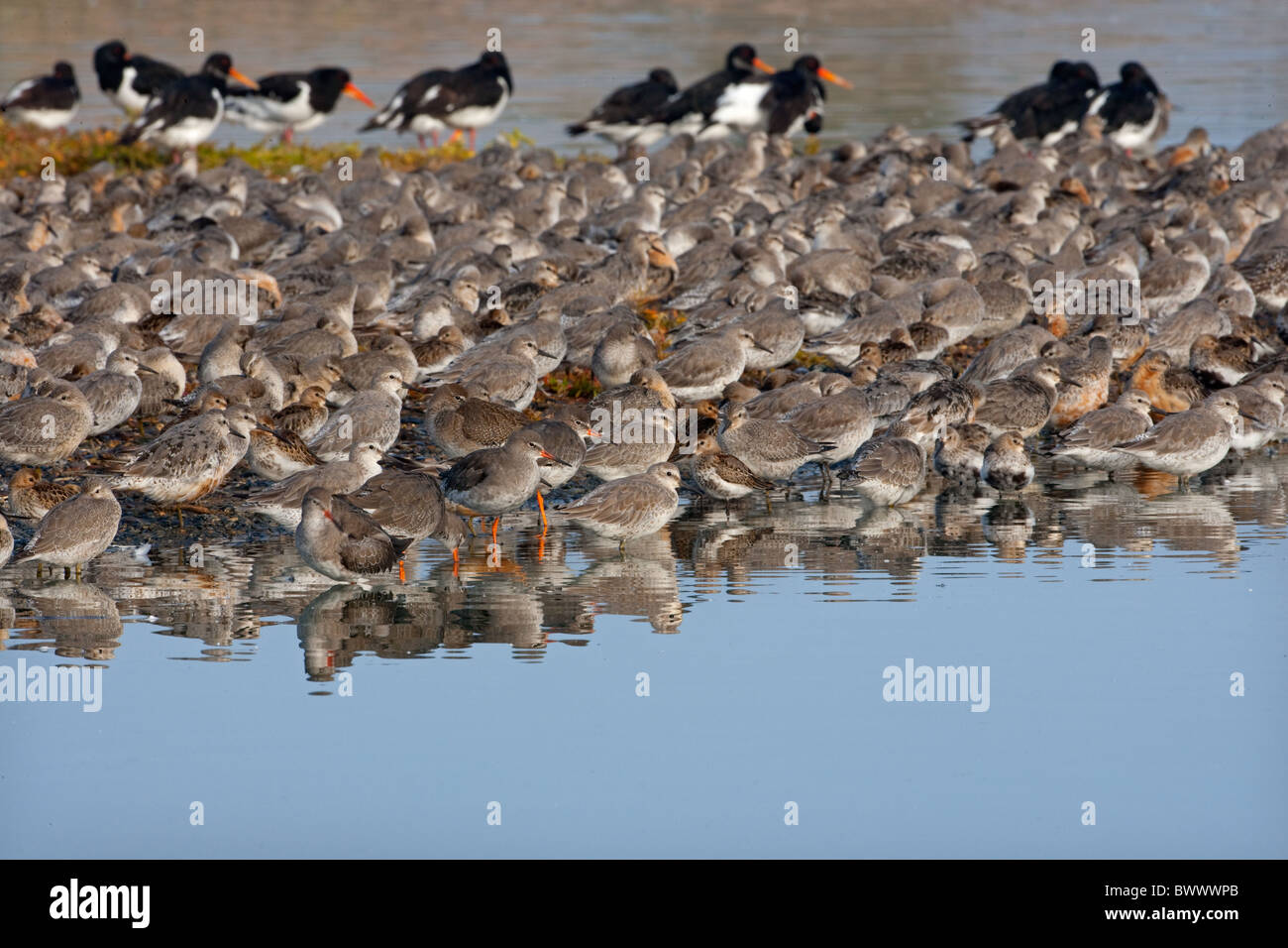 Austernfischer Haematopus Ostralegus Schlafplatz am Ufer mit Knoten Stockfoto