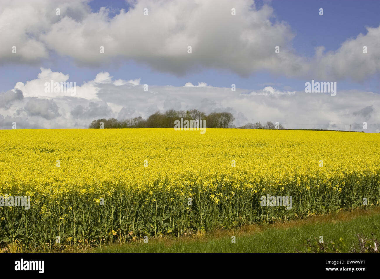 Landwirtschaft landwirtschaftliche Landwirtschaften Raps Rapsöl Samen Ölsaaten Ölsaaten Brassicae Brassica Napus Bright Raps Feld Stockfoto