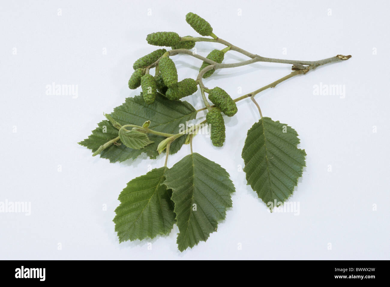 Grau-Erle, grau-Erle (Alnus Incana), Zweig mit Blättern und Früchten, Studio Bild. Stockfoto